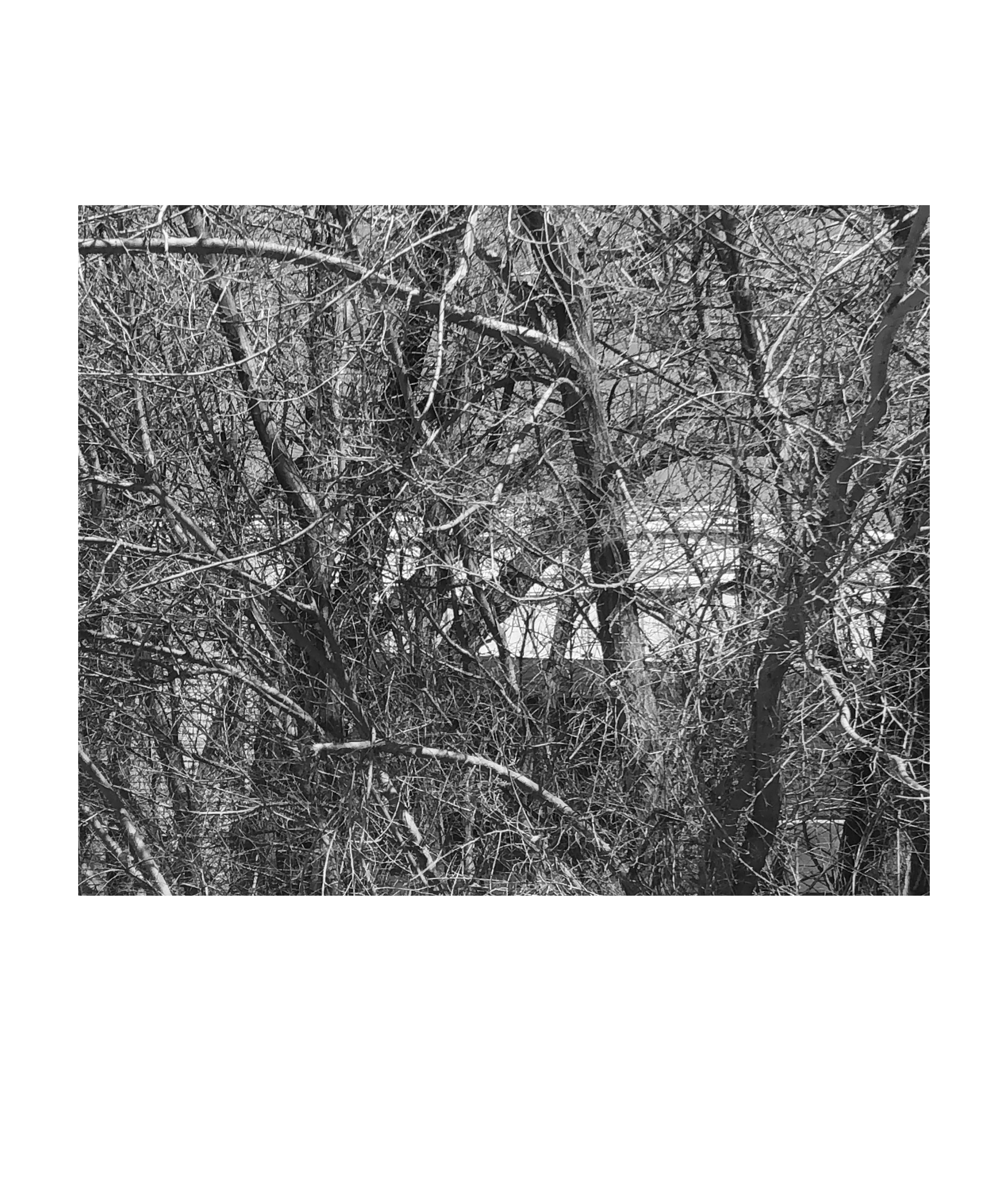 photograph of a thick leafless bush