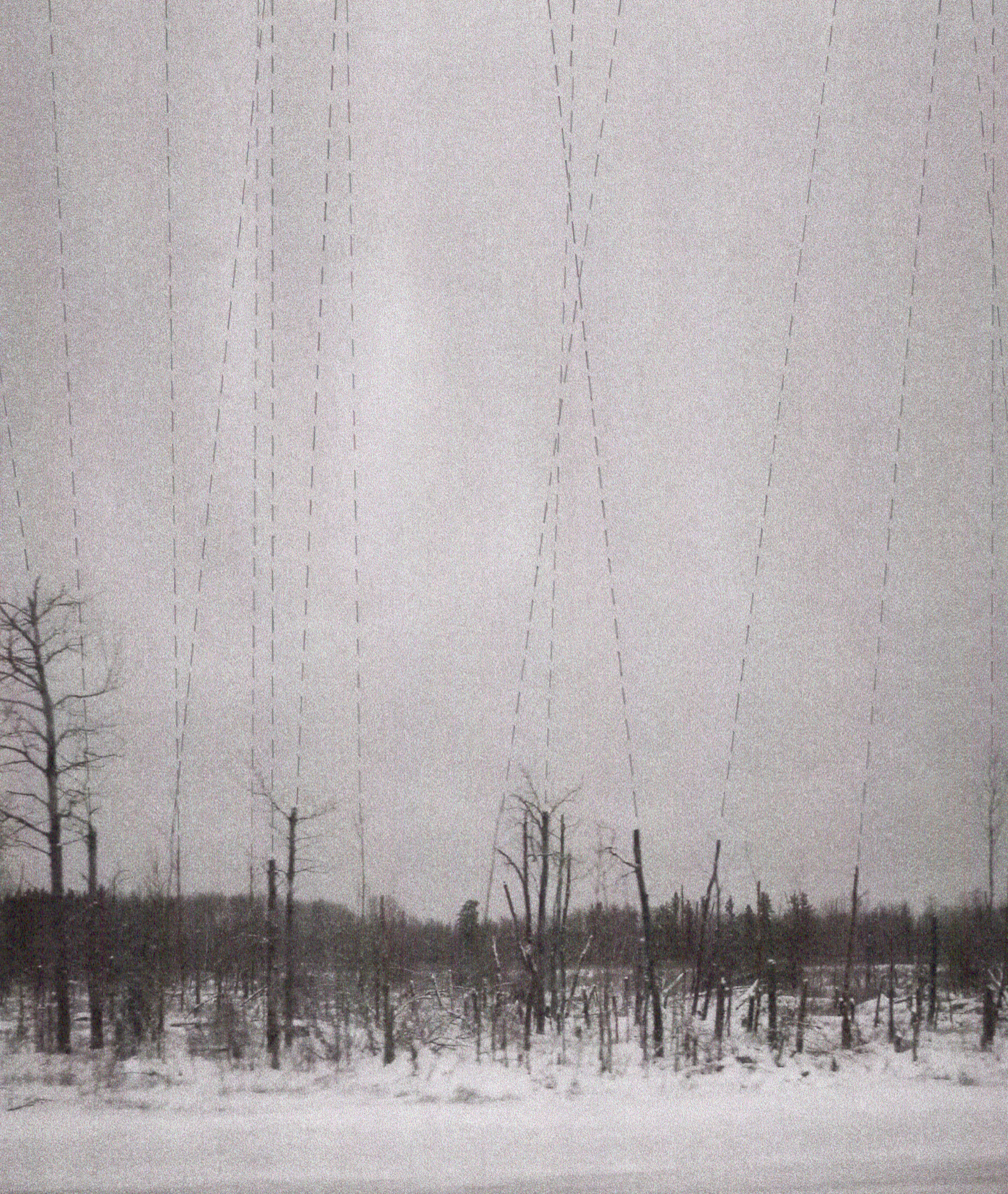 photograph of a winter forest
