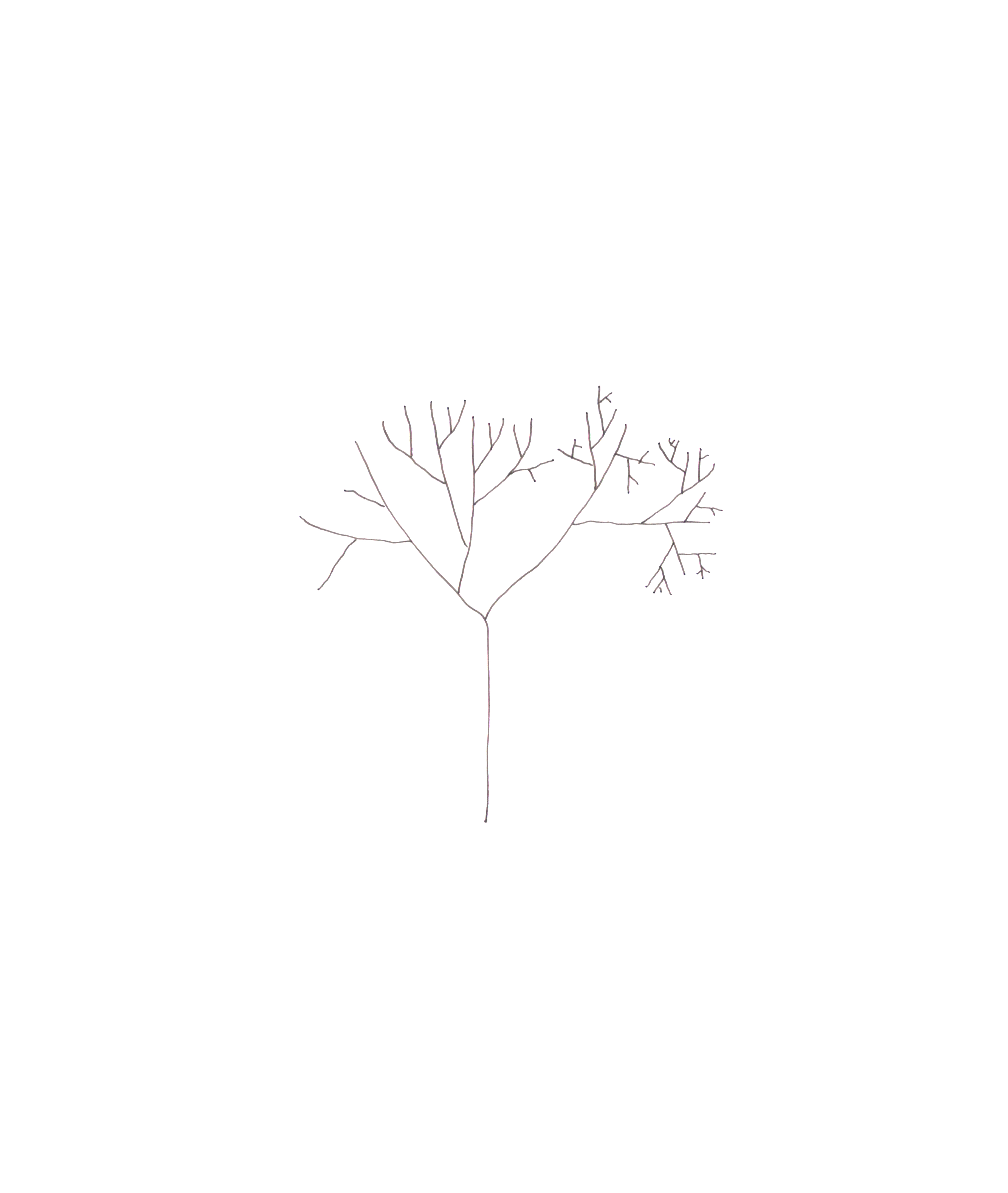 drawing of tree diagram