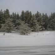 a forest